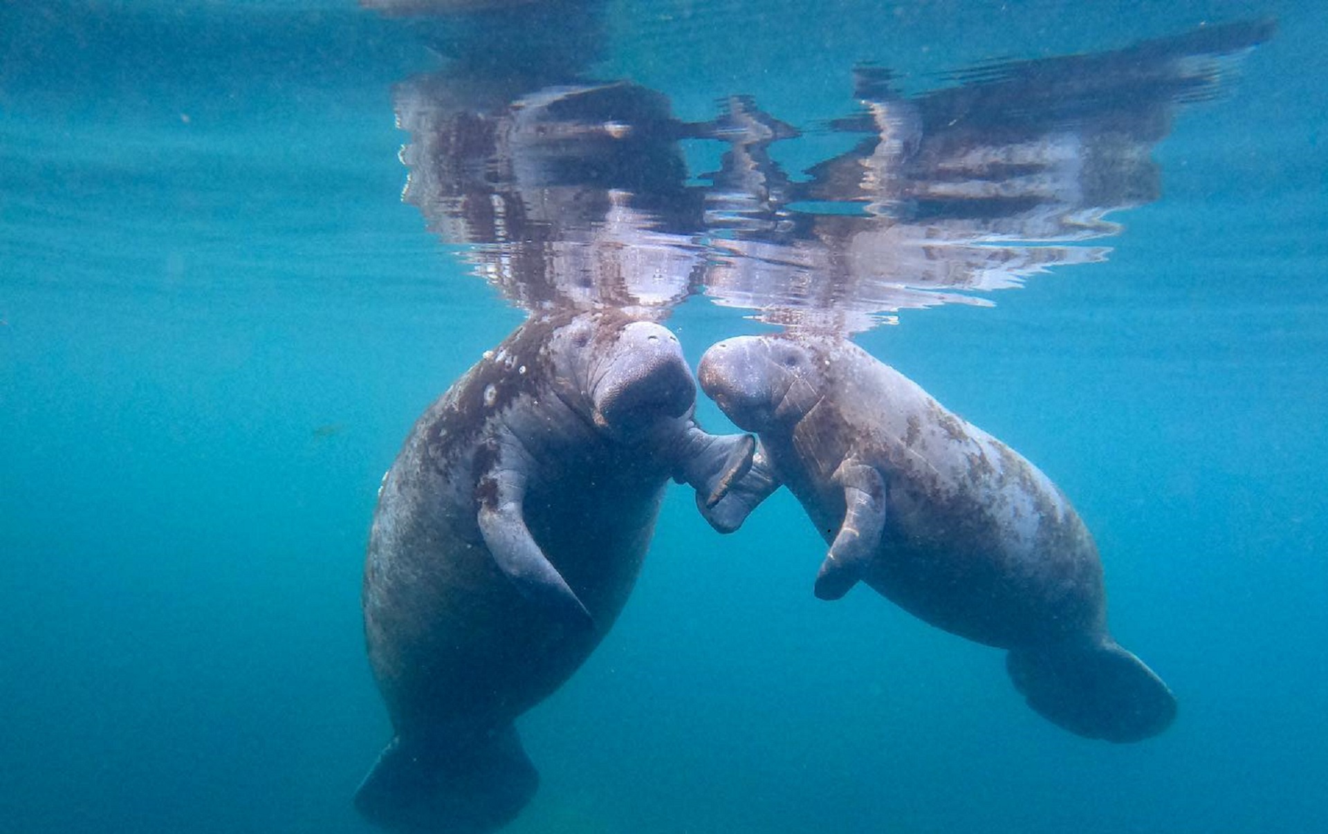 manatees