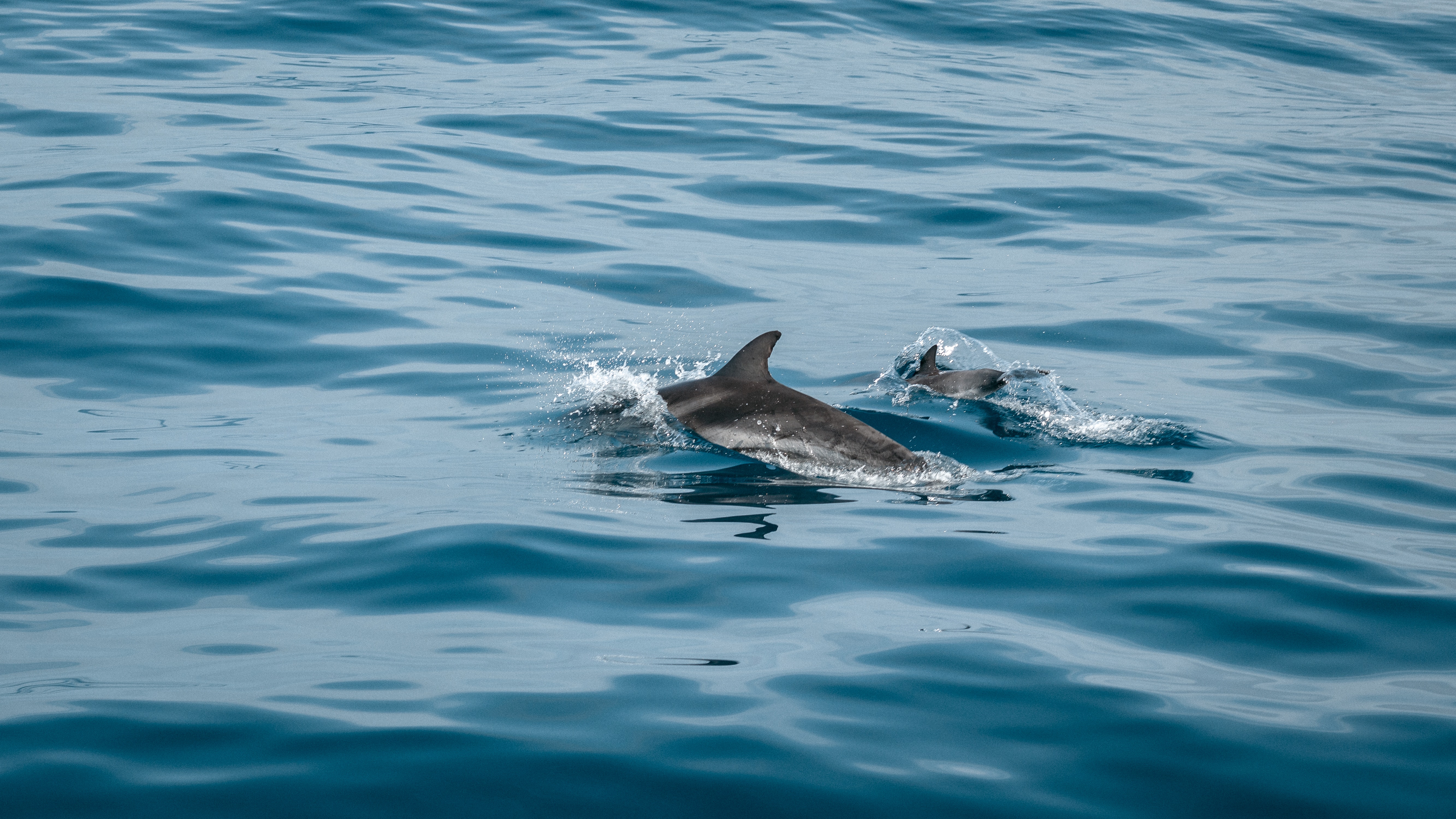 dolphins