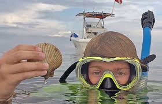 scalloping