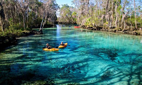 Swim with the manatees