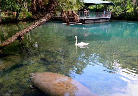 Visit Homosassa