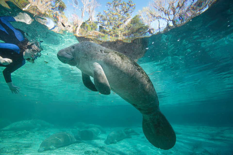 manatee