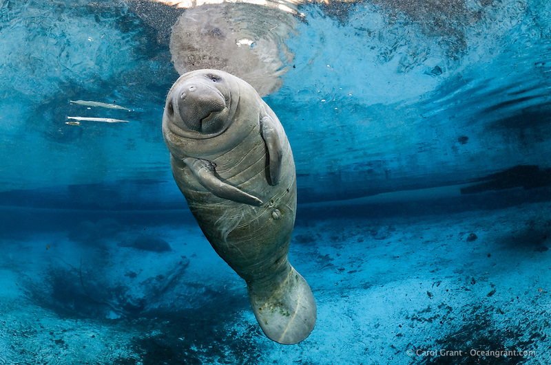 Swim with the manatees