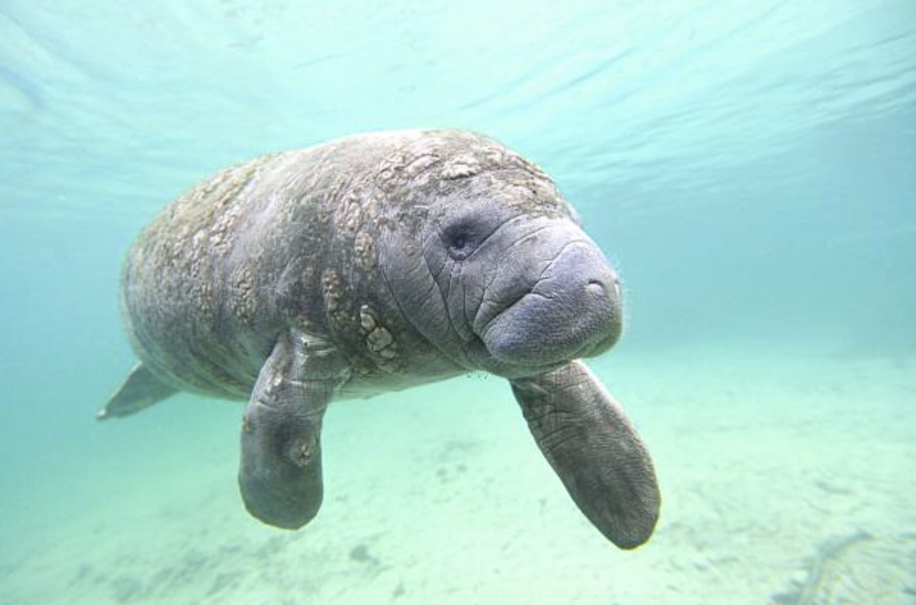 Swim with the manatees