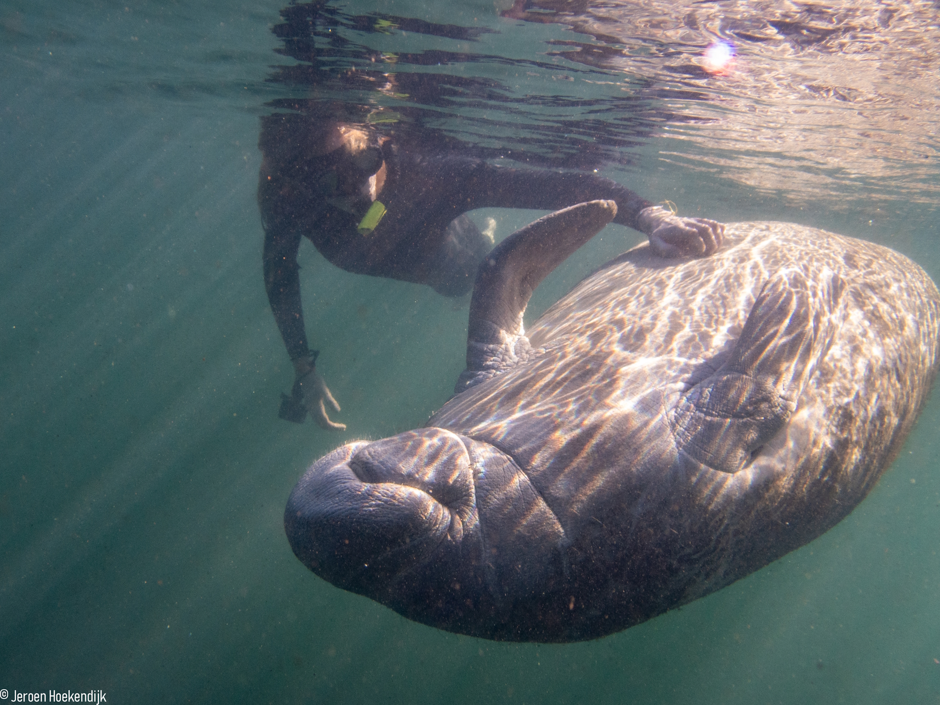 Jeroen Hoekendijk manatee photo