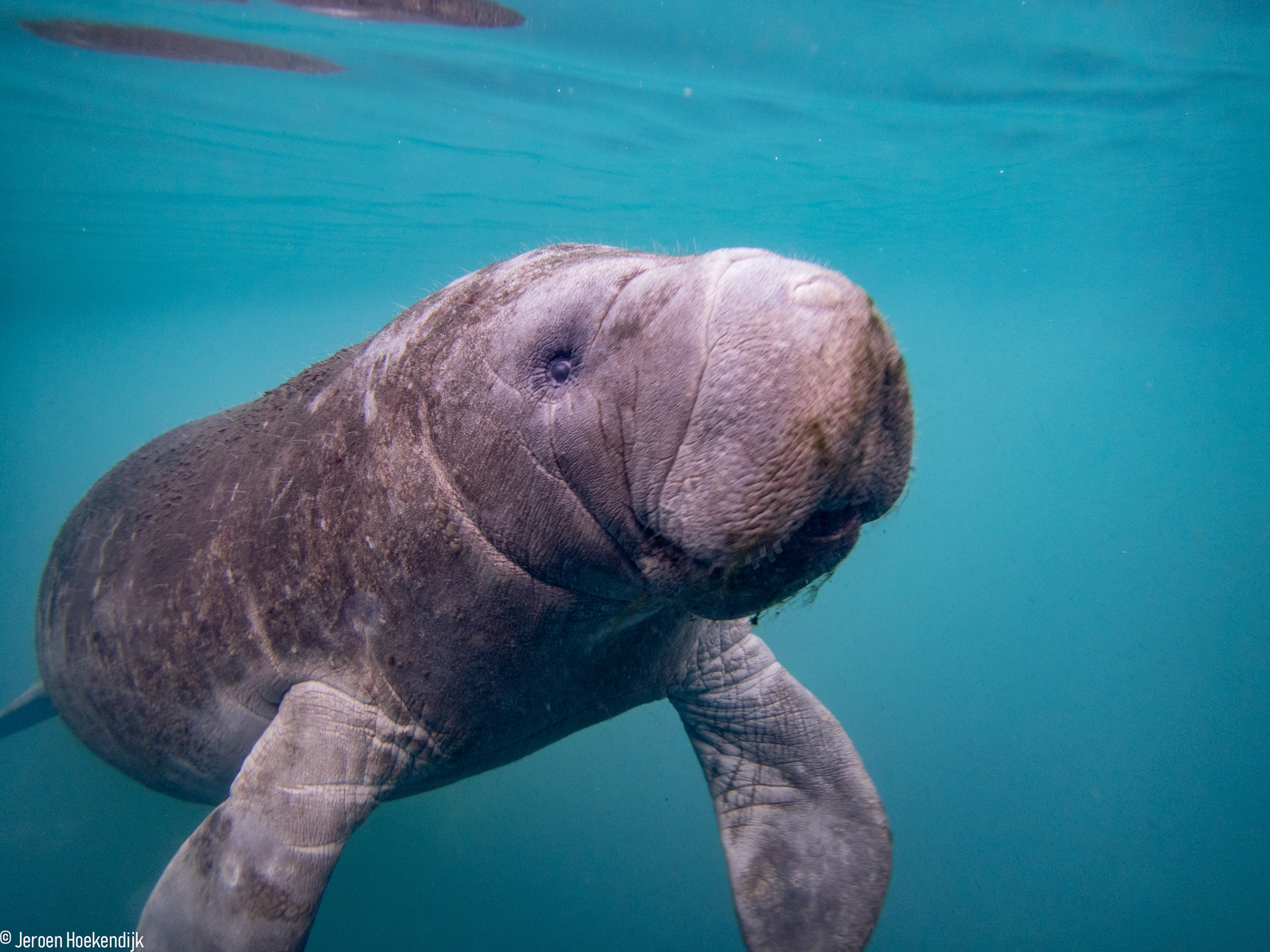 Jeroen Hoekendijk manatee photo