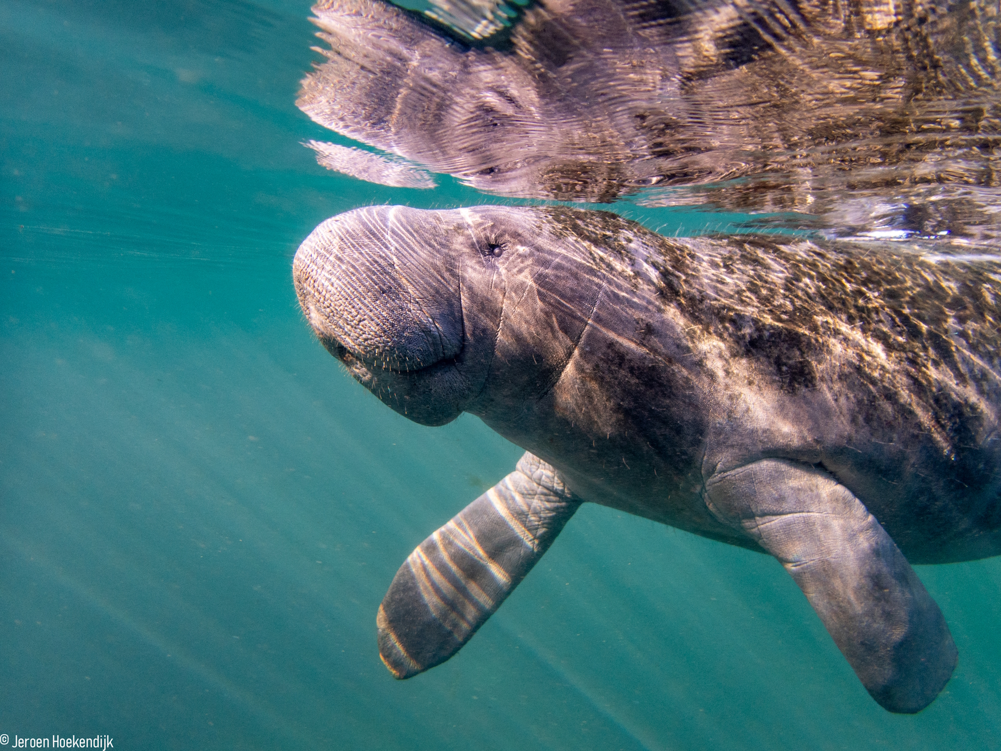 Jeroen Hoekendijk manatee photo